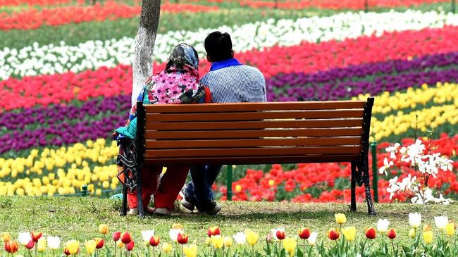 Menikmati Musim Mekar Bunga Tulip Di India