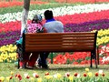 Panduan Memprediksi Musim Tulip di Belanda