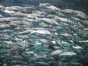 Ngeri! Perubahan Iklim Ternyata Menyebabkan Bobot Ikan Menyusut