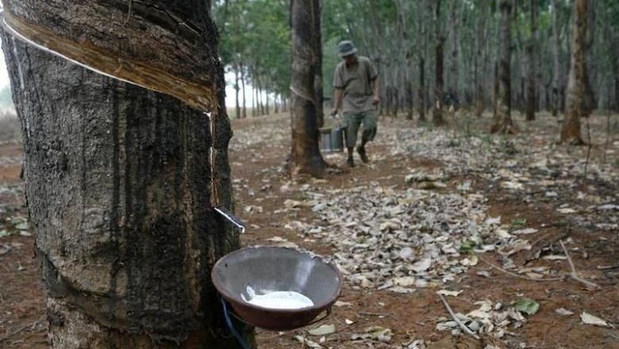 A farmer collects latex at a rubber plantation in Buon Ma Thuot City, in Vietnam's central highland April 2, 2010. REUTERS/Kham