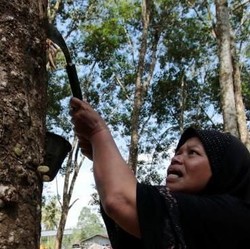 Harga Karet Mendadak Terbang 4%, Ada Apa Nih?