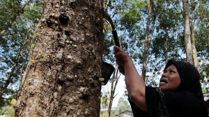 A woman works in a rubber plantation in Yala province, southern Thailand, January 30, 2017. REUTERS/Surapan Boonthanom