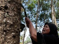 Duh... Harga Karet Diam-diam Anjlok 1% Lebih!