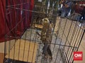 Petugas Gabungan Bongkar Perdagangan Elang Lewat Facebook