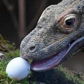 Jangan Tunda Liburan, Pulau Komodo Bakal Ditutup Mulai 2020