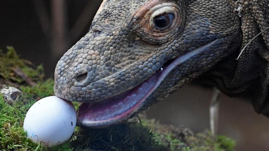 Pulau Komodo bakal ditutup mulai 2020