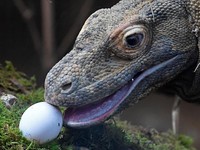 Komodo Inggris Dapat Sajian Telur Paskah