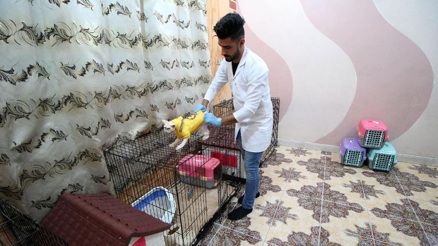 Mahasiswa jurusan kedokteran hewan Irak, Ahmed Taher Maki mengubah rumahnya menjadi hotel Kucing pertama di Irak.