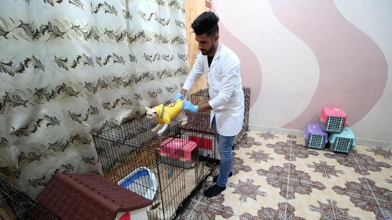 Mahasiswa jurusan kedokteran hewan Irak, Ahmed Taher Maki mengubah rumahnya menjadi hotel Kucing pertama di Irak.