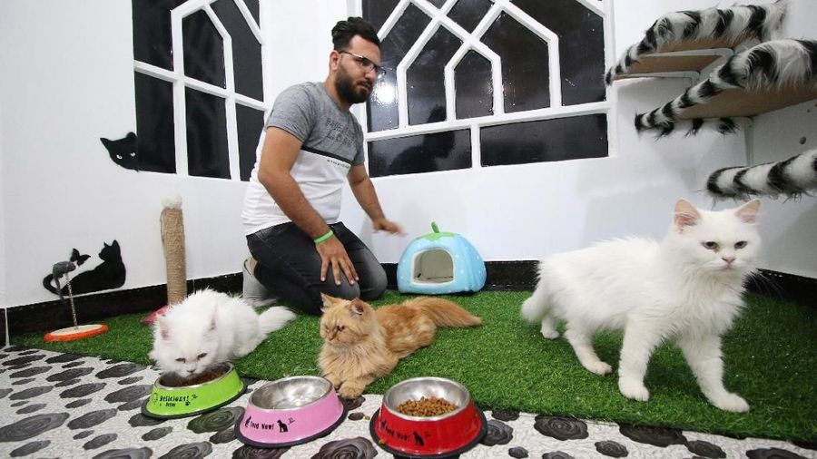 Mahasiswa jurusan kedokteran hewan Irak, Ahmed Taher Maki mengubah rumahnya menjadi hotel Kucing pertama di Irak.