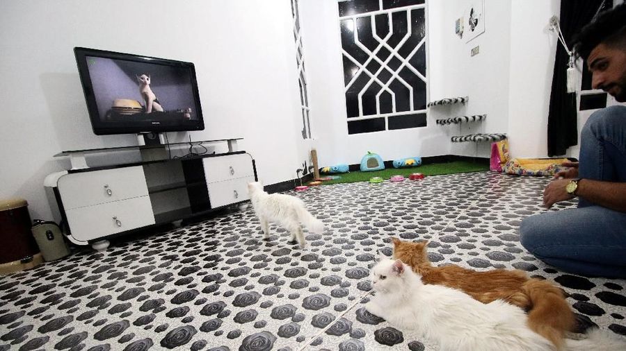 Mahasiswa jurusan kedokteran hewan Irak, Ahmed Taher Maki mengubah rumahnya menjadi hotel Kucing pertama di Irak.