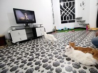 Mahasiswa Ini Ubah Rumahnya jadi Hotel Kucing Pertama di Irak