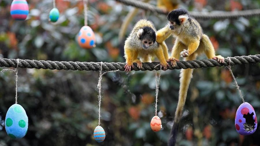 Telur Paskah berasal dari tradisi kesuburan kaum Indo-Eropa di mana telur merupakan simbol musim semi.
