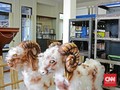 Balada Radio 'Pemancar Kambing' untuk Kelabui Kompeni