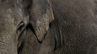Dua Orang Ditetapkan Tersangka Kasus Pembunuhan Gajah Bunta