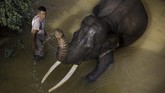 Pusat Konservasi Gajah (PKG) di daerah Minas, Kabupaten Siak, Riau, menjadi suaka kecil untuk kelangsungan hidup gajah. (dok. ANTARA FOTO/FB Anggoro)