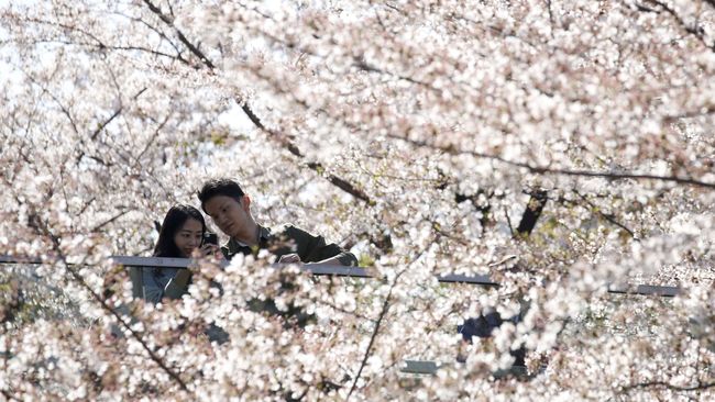 Mandi Bunga Sakura, Atraksi Wisata Baru di Tokyo - CNN Indonesia