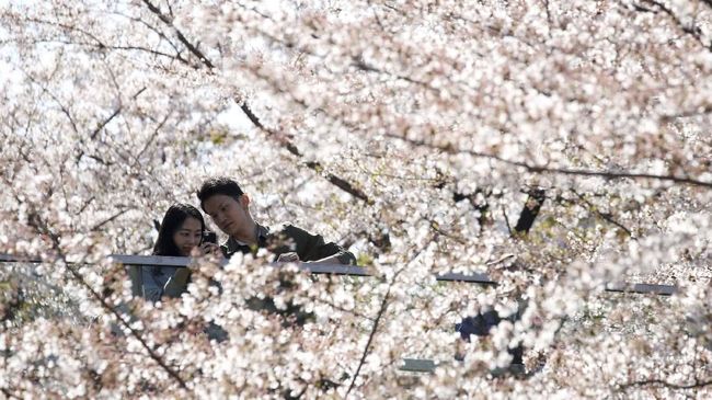 Mandi Bunga Sakura Atraksi Wisata Baru Di Tokyo