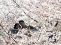 Mandi Bunga Sakura, Atraksi Wisata Baru di Tokyo