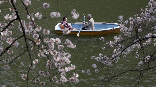 Jadwal Musim Mekar Sakura di Jepang Tahun Ini