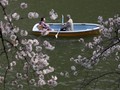 Jadwal Musim Mekar Sakura di Jepang Tahun Ini