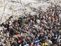 Panduan Musim Terbaik Berwisata di Jepang