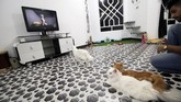 Jika kucing ingin menonton televisi, ada televisi layar datar berukuran besar di setiap ruangannya. Seluruh ruangan diberi pendingin, sehingga kucing tak akan merasa kegerahan.