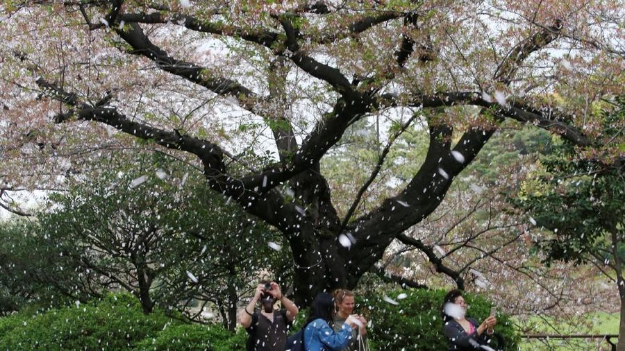Mau jalan jalan ke Jepang? Paling cocok pilih bulan Februari, karena masuk musim semi dan masih ada sisa sisa winter, loh.