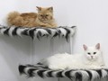 FOTO: Pondok Mewah Kucing Irak