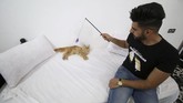 Kucing-kucing yang sedang berkeliaran di dalamnya dibebaskan melakukan apapun, bahkan kegiatan yang