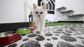 Salah satu pelanggan, Mehdi Fadel, mengaku senang dengan keberadaan hotel kucing di Basra. Pemilik kucing jenis Angora itu mengaku sekarang ia tak lagi was-was menitipkan kucing peliharaannya yang bernama Bella.