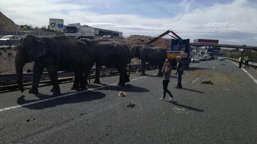 Emergency crews attend to the scene, after a circus truck carrying elephants crashed, in Pozo Canada, Spain April 2, 2018 in this image obtained from social media. Twitter/Policia Local Albacete via REUTERS ATTENTION EDITORS - THIS IMAGE WAS PROVIDED BY A THIRD PARTY. MANDATORY CREDIT: POLICIA LOCAL ALBACETE