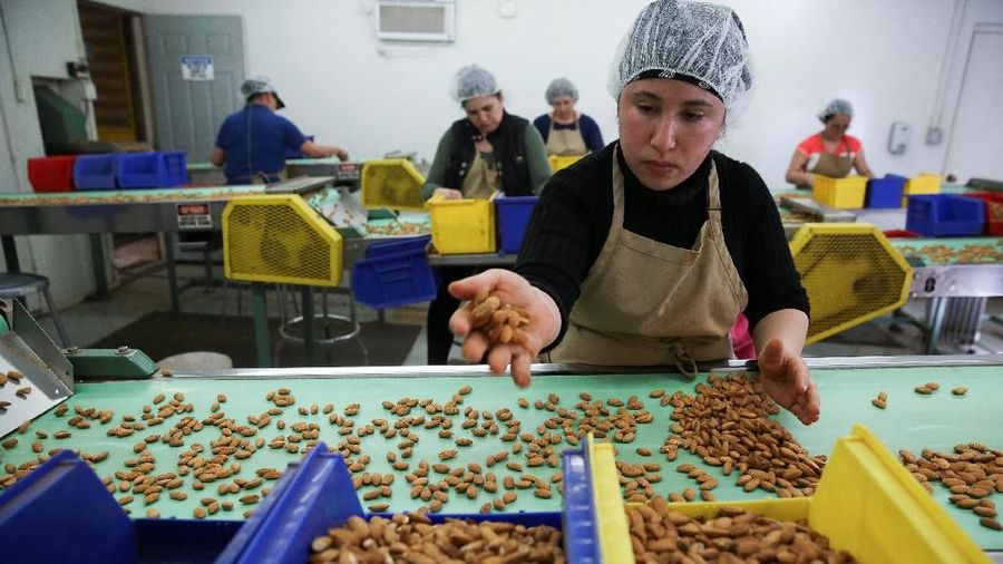 Rosa Martinez sorts and removes imperfect almonds at Capay Canyon Ranch in Esparto, California, U.S. April 2, 2018.  REUTERS/Elijah Nouvelage
