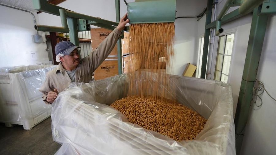 Carmelo Morillo fills a shipping container with almonds at Capay Canyon Ranch in Esparto, California, U.S. April 2, 2018. 