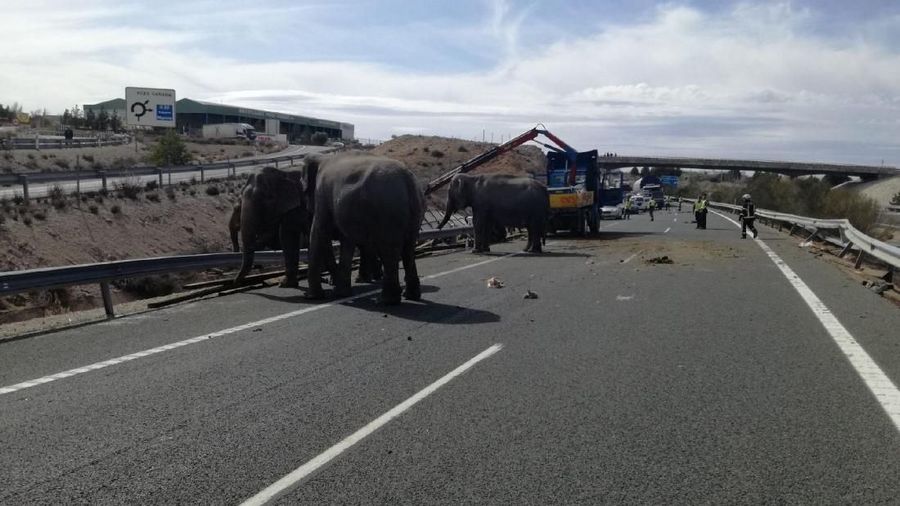 Peristiwa tersebut membuat satu gajah mati dan dua lainnya terluka.