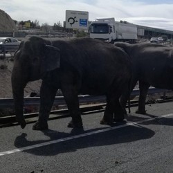 Kereta Cepat Tabrak Keluarga Gajah, Enam Tewas