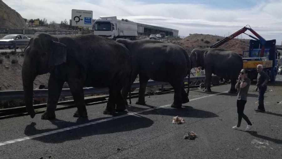 A person reacts next to elephants, after a circus truck that was transporting them crashed, in Pozo Canada, Spain April 2, 2018 in this image obtained from social media. Twitter/Policia Local Albacete via REUTERS ATTENTION EDITORS - THIS IMAGE WAS PROVIDED BY A THIRD PARTY. MANDATORY CREDIT: POLICIA LOCAL ALBACETE