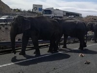 Kereta Cepat Tabrak Keluarga Gajah, Enam Tewas