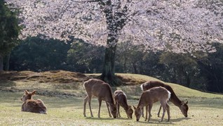 Kerap Dijahili Turis, Rusa di Jepang Mulai Menggigit