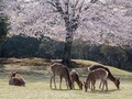Kerap Dijahili Turis, Rusa di Jepang Mulai Menggigit
