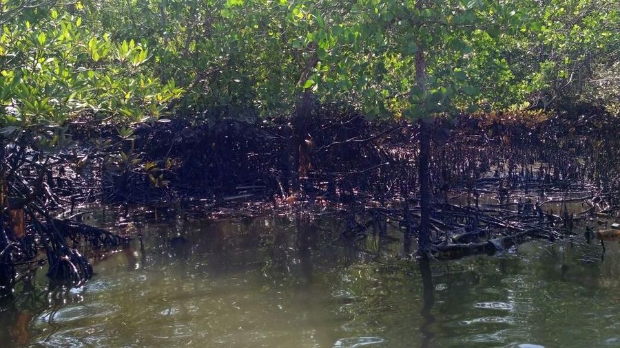 Kondisi minyak mentah yang tumpah pada hari minggu di kawasan perairan balikpapan. Hingga saat ini tumpahan minyak tersebut masih cemari teluk Balikpapan