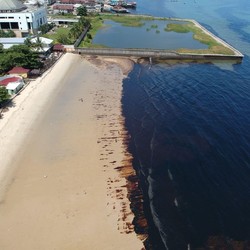 Pesut dan Bekantan Jadi Korban Tumpahan Minyak Balikpapan