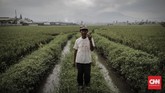 Petani asal Majalaya, Yaya menyatakan padi rusak gara-gara limbah yang masuk ke aliran Sungai Citarum. Pada Sabtu (31/3) dia menuturkan limbah sering dibuang pada malam hari. (CNNIndonesia/Adhi Wicaksono).