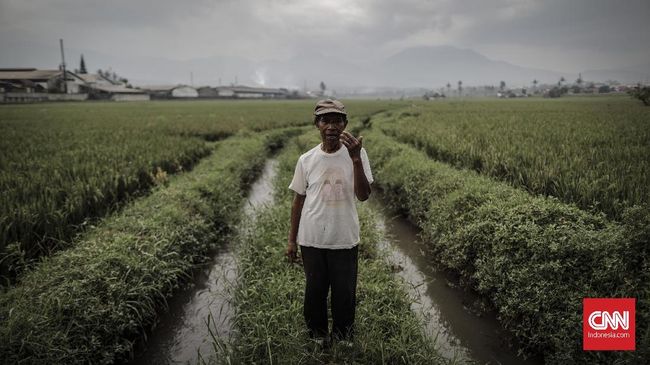 Pohon Kopi Bakal Gantikan Tanaman Sayur di Hulu Citarum