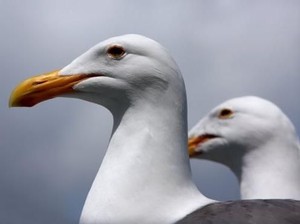 Viral Turis Tangkap Burung Camar demi Konten, Netizen Berang!