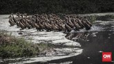 Sebagian besar lahan pertanian di Desa Sukamulya, Kecamatan Rancaekek, Kabupaten Sumedang tak luput dari pencemaran limbah. Gerombolan bebek melintas di kawasan tersebut, Sabtu (31/3). (CNNIndonesia/Adhi Wicaksono)