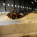 Belum Merdeka, RI Ketergantungan Tempe & Jagung dari Amerika