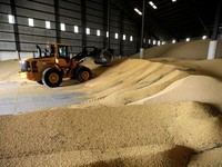 Belum Merdeka, RI Ketergantungan Tempe & Jagung dari Amerika