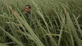 Salah satu imigran dari El Salvador misalnya, mengaku kekerasan antar-geng semakin membara di negaranya, konflik yang akhirnya membuat warga kesulitan membangun kehidupan normal. (Reuters/Loren Elliott)