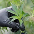 Terbukti Mengandung Ganja, Permen Haribo Ini Ditarik dari Pasaran